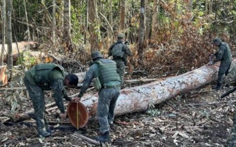 Polícia Militar fecha área de extração ilegal de madeira em região da floresta amazônica
