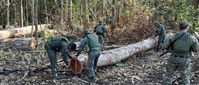 Polícia Militar fecha área de extração ilegal de madeira em região da floresta amazônica