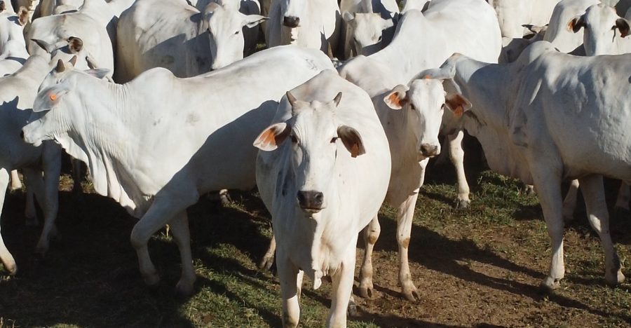MT:  SEGUNDO IMPORTADOR:   EUA adquiriu apenas 7,20% da carne bovina exportada por Mato Grosso no primeiro semestre