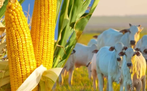 Soja é destaque de alta em julho, enquanto boi gordo, milho e bezerro recuam