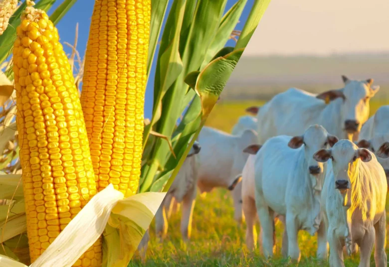 Soja é destaque de alta em julho, enquanto boi gordo, milho e bezerro recuam