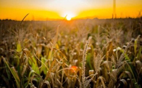 MT:  Mesmo com tarifaço dos EUA, agro de Mato Grosso segue resiliente com foco na China