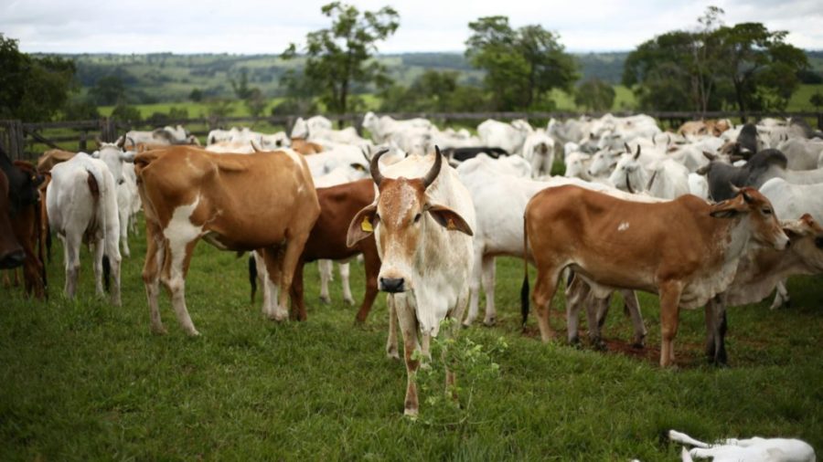Movimento de produtores valoriza pecuária sustentável