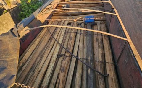 Polícia Civil intensifica combate ao transporte ilegal de madeira entre Mato Grosso e Rondônia