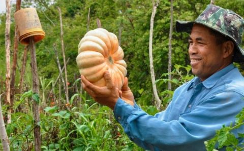 Agricultura familiar e desenvolvimento rural: um olhar sobre as contribuições da Embrapa Cerrados