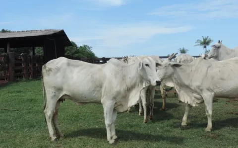 MT:   AL aprova redução do Fethab para abate de fêmeas e Famato celebra conquista para a pecuária de MT