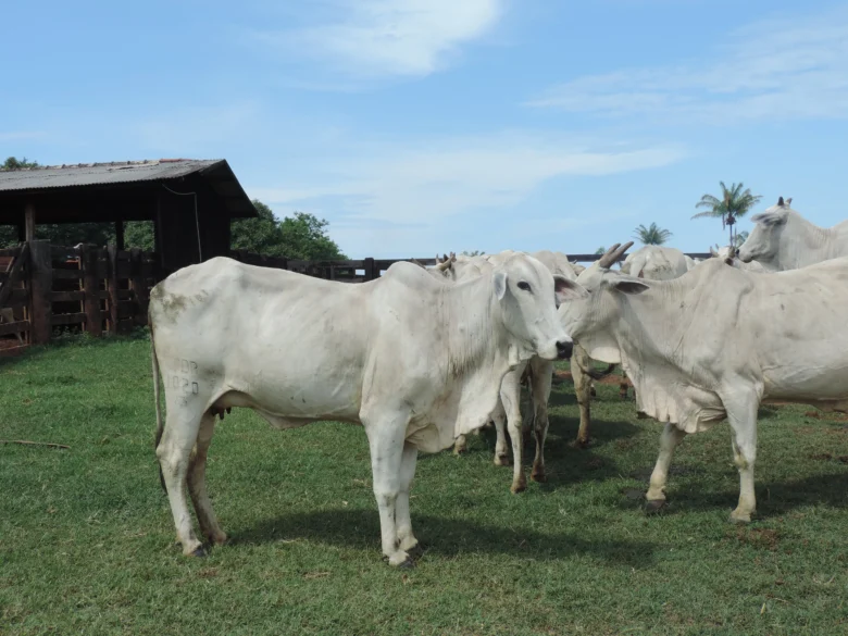 MT:   AL aprova redução do Fethab para abate de fêmeas e Famato celebra conquista para a pecuária de MT