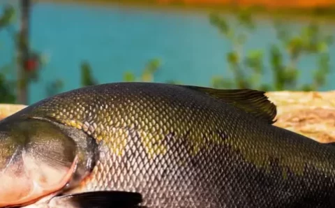 Uso de óleos essenciais ajuda a melhorar a piscicultura no Amazonas