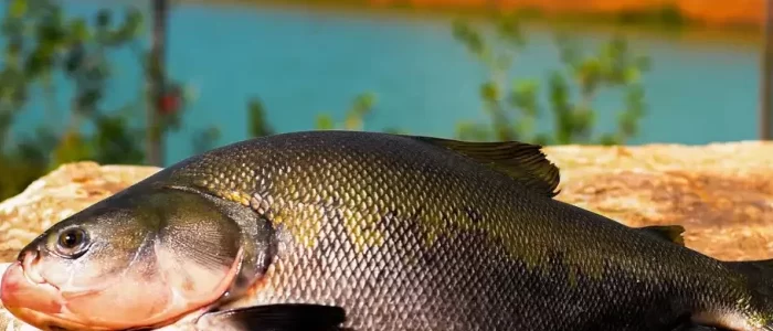 Uso de óleos essenciais ajuda a melhorar a piscicultura no Amazonas