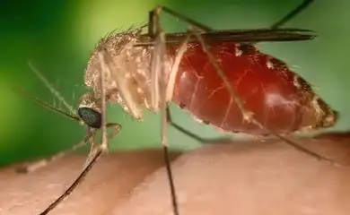 Antes restrita à Amazônia, febre oropouche se espalha pelo país