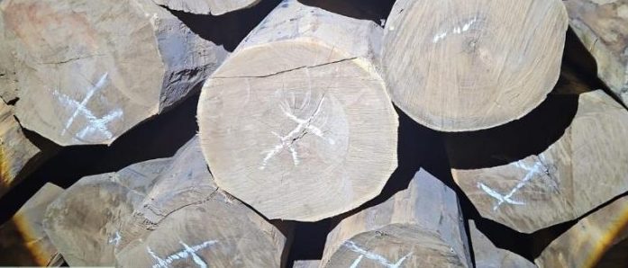 Polícia Civil intensifica trabalho de enfrentamento ao crime ambiental em Comodoro