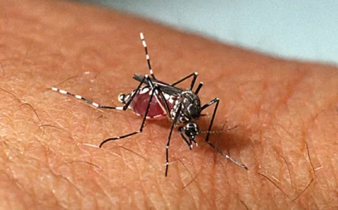 CIÊNCIA:   Música eletrônica reduz chance de picadas do Aedes aegypti, revela estudo