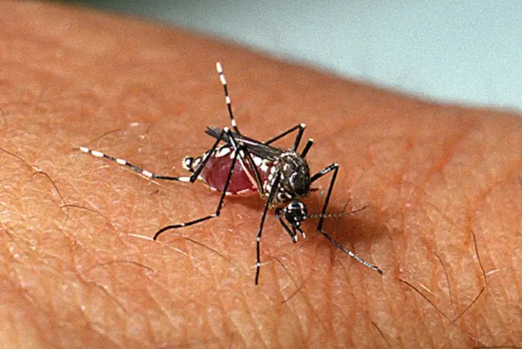 CIÊNCIA:   Música eletrônica reduz chance de picadas do Aedes aegypti, revela estudo