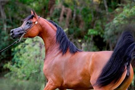 Juíza condena réu que furtou cavalo de haras em Cuiabá