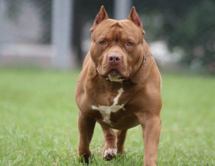 Juíza nega pedido de ‘pensão’ a pedreiro atacado por pit bull; dois meses no HMC
