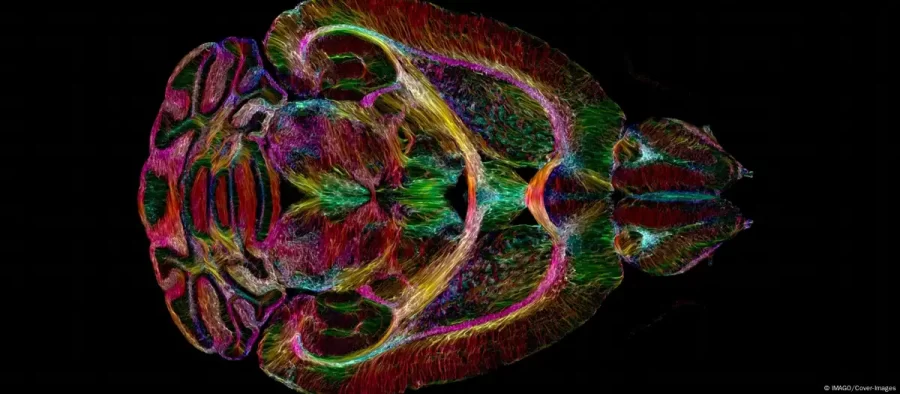 CIÊNCIA:   Onde nasce a consciência? A questão que opõe neurocientistas