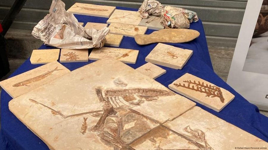 CIÊNCIA:  Como o Brasil consegue trazer fósseis no exterior de volta