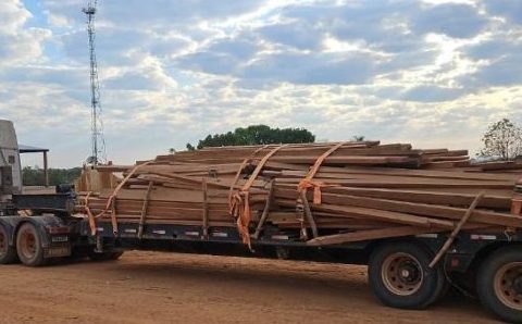 Castanheira apreendida pela Sema em Nova Bandeirantes lota dois caminhões