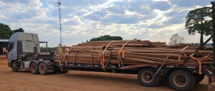 Castanheira apreendida pela Sema em Nova Bandeirantes lota dois caminhões