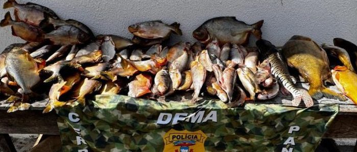 Apreensão de pescado pela Dema cresce 570% nos primeiros 6 meses de 2025