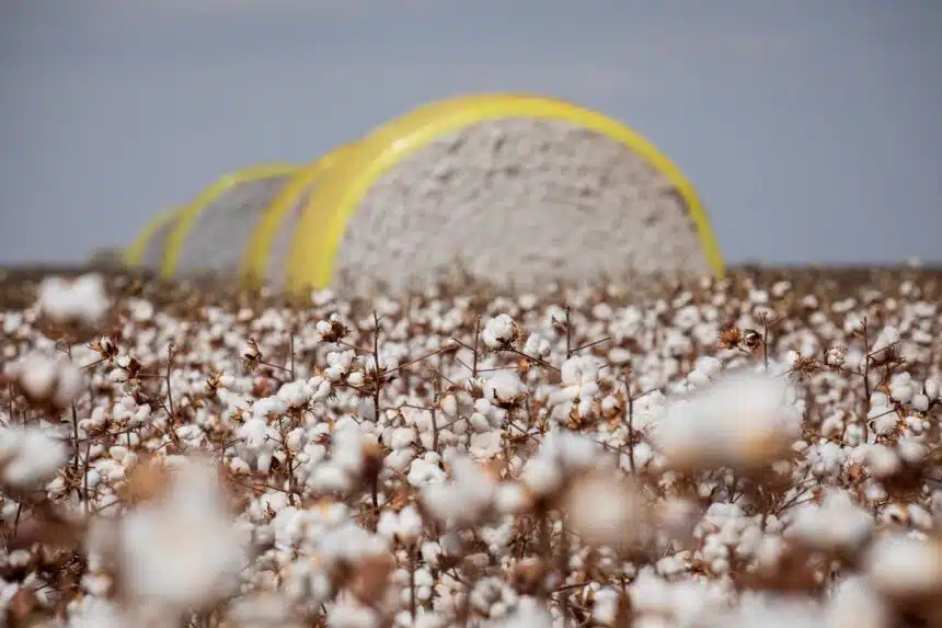 MT:  Produtividade do algodão de mato-grossense se destaca sobre problemas climáticos