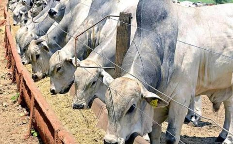 MT:  Confinamento de bovinos deve crescer em Mato Grosso em 2025 com cenário favorável ao boi gordo
