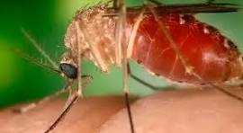 Oropouche: saiba sintoma inusitado que pode aparecer na infecção viral