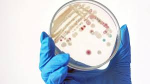 Casos de bactérias carnívoras estão crescendo nos EUA; entenda