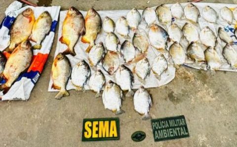 Polícia Militar e Sema apreenderam 47 quilos de pescado em Barão de Melgaço