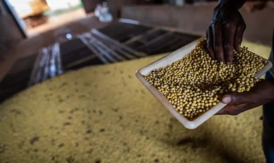 MT:   Sorriso, no MT, tem maior PIB agrícola do país; veja o ranking