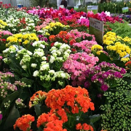 MT:  FIM BENEFICENTE:  Festival reúne artesãos locais e flores de Holambra vendidas a partir de R$ 3,5