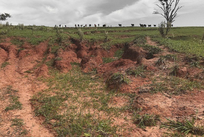Pastagens degradadas: prejuízos econômicos, ambientais e reputacionais na pecuária