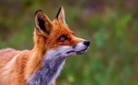 Como humanos fizeram raposas encolher e galinhas crescer