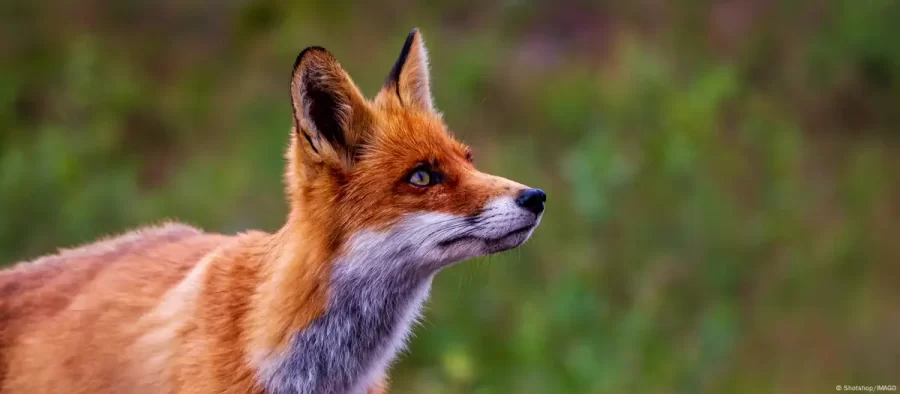 Como humanos fizeram raposas encolher e galinhas crescer