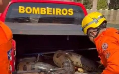 Corpo de Bombeiros resgata sucuri de 5 metros que estava em pátio de empresa de produção de algodão