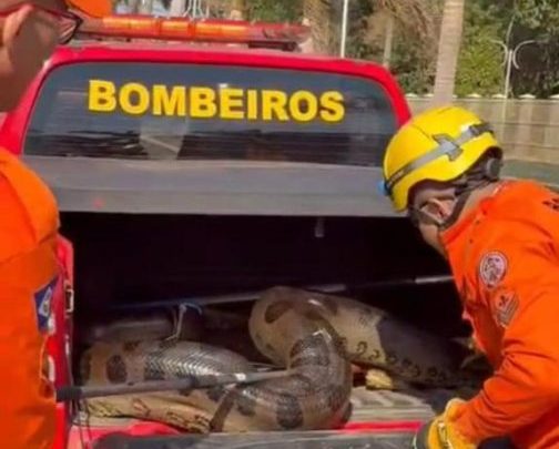 Corpo de Bombeiros resgata sucuri de 5 metros que estava em pátio de empresa de produção de algodão