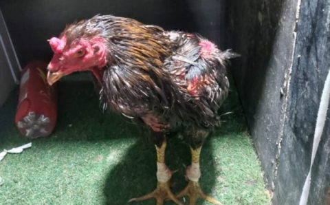Guarda Civil flagra rinha de galos com mais de 100 aves em Lucas do Rio Verde