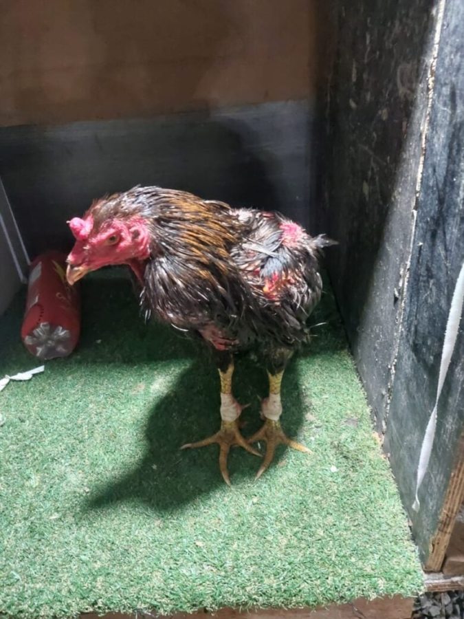 Guarda Civil flagra rinha de galos com mais de 100 aves em Lucas do Rio Verde