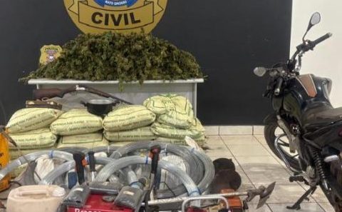 Polícia Civil localiza e incinera plantação de maconha em operação em Tangará da Serra
