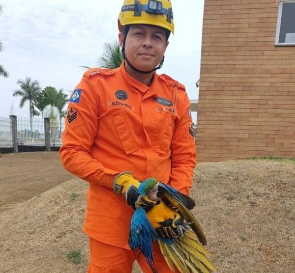 Bombeiros militares resgatam arara-canindé encontrada com ferimentos na asa em condomínio residencial