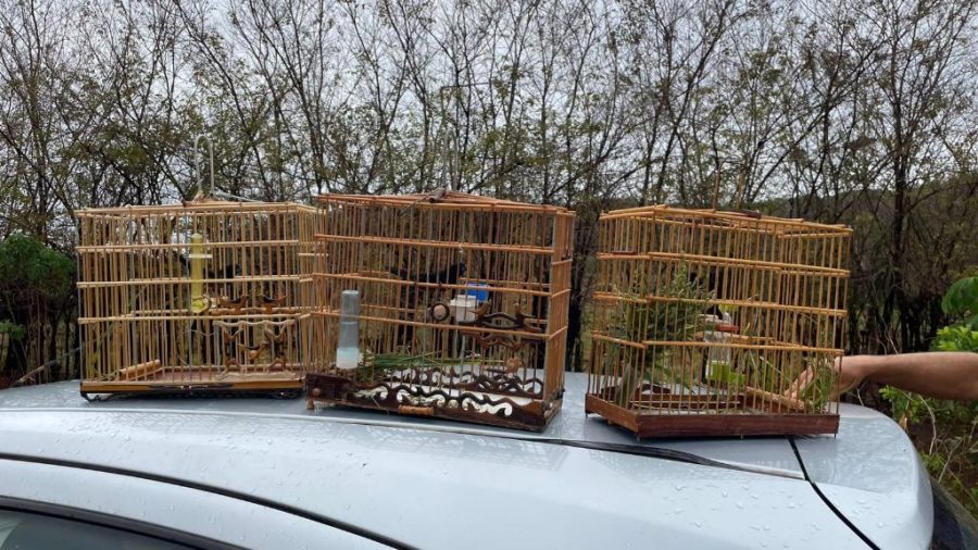 Polícia Civil dois homens por captura ilegal de pássaros silvestres