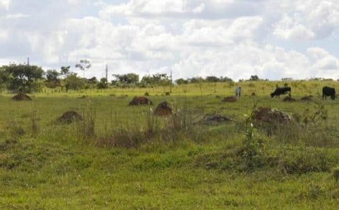Primeira fase do Caminho Verde Brasil vai restaurar até 3 milhões de hectares de terras degradadas