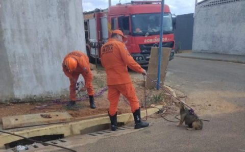 Corpo de Bombeiros resgata filhotes de cachorro de bueiro
