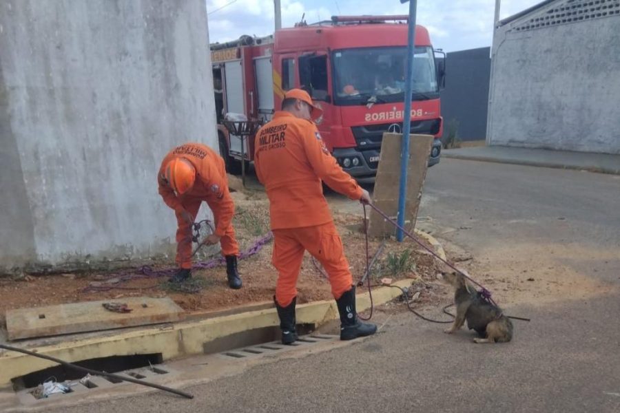 Corpo de Bombeiros resgata filhotes de cachorro de bueiro