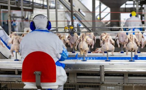 União Europeia reconhece Brasil como livre de gripe aviária e autoriza retomada das exportações de frango