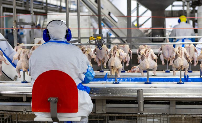União Europeia reconhece Brasil como livre de gripe aviária e autoriza retomada das exportações de frango