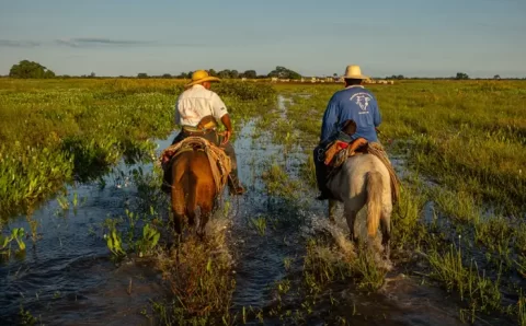 Entre cheias, secas e ciência, o Pantanal em transformação
