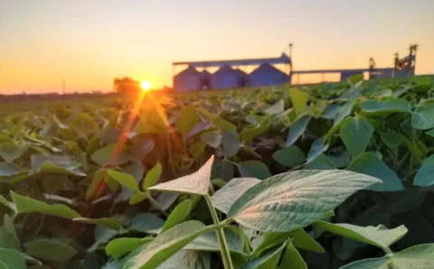 Perto da COP 30, agronegócio volta a debater mercado de carbono – MAIS SOJA