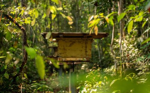 MT:  Nas propriedades rurais, as abelhas simbolizam que o agro produz com responsabilidade