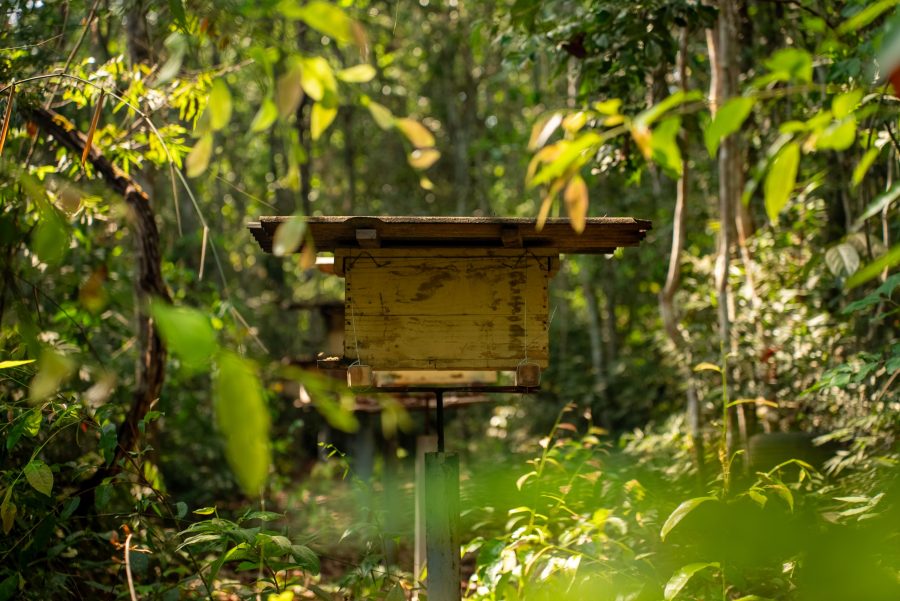 MT:  Nas propriedades rurais, as abelhas simbolizam que o agro produz com responsabilidade